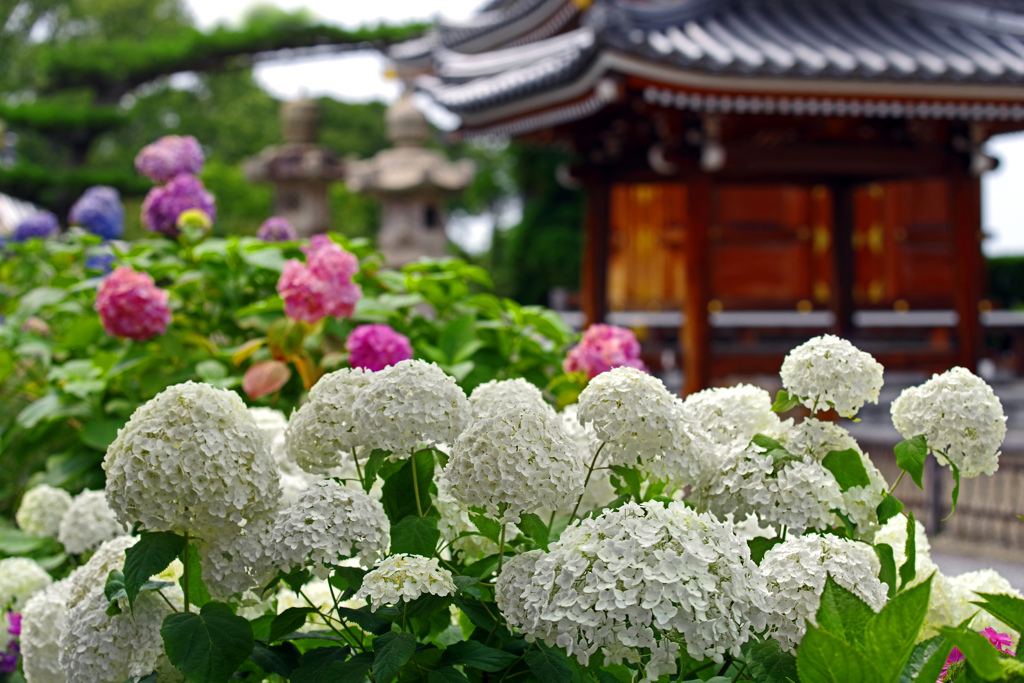 紫陽花の寺　IMGP8305zz