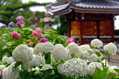 紫陽花の寺　IMGP8305zz
