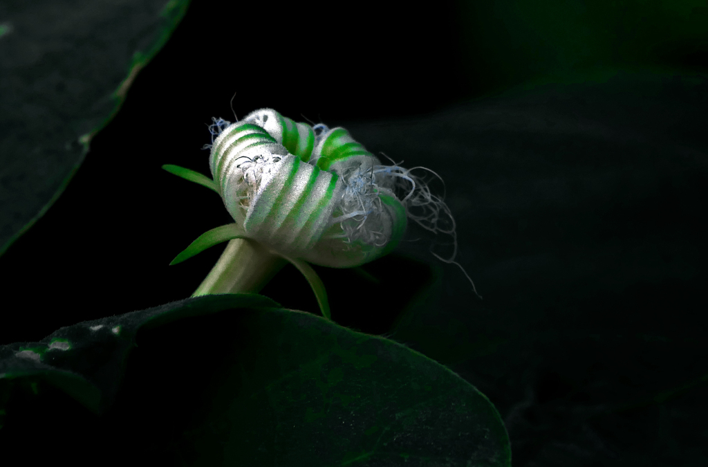 眠れる蕾　P1610192zz