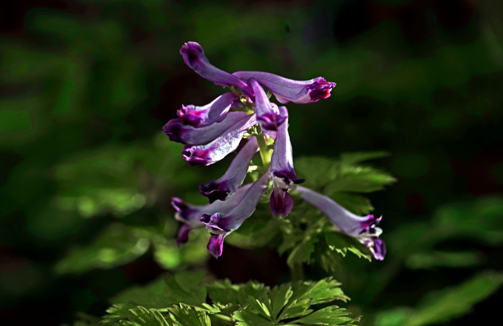 紫華鬘　IMGP3170zz