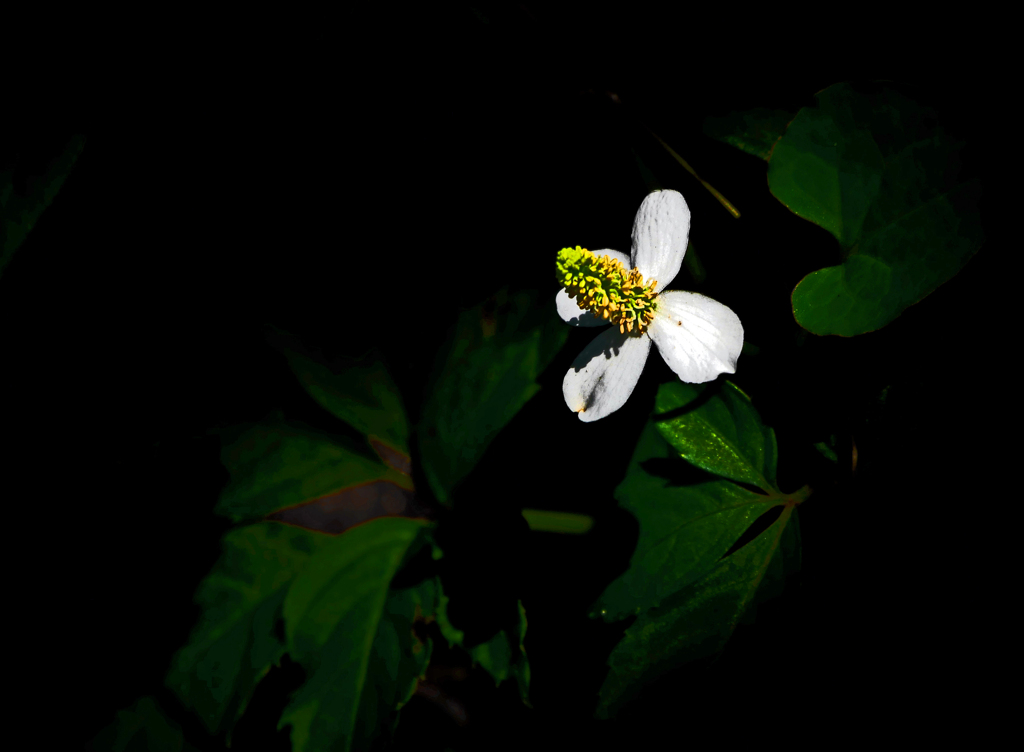 白き花　P1530973zz