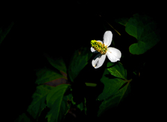 白き花　P1530973zz