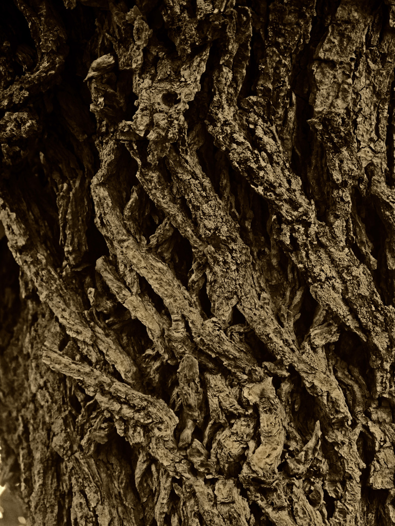 ディエゴの木肌　P1740190zz