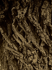 ディエゴの木肌　P1740190zz