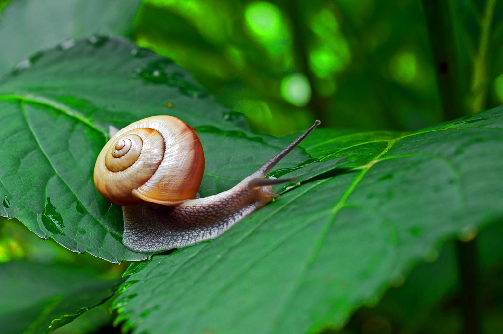 「蝸牛の歩み」　P1190096zz