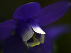 オダマキの花　P1200167zz