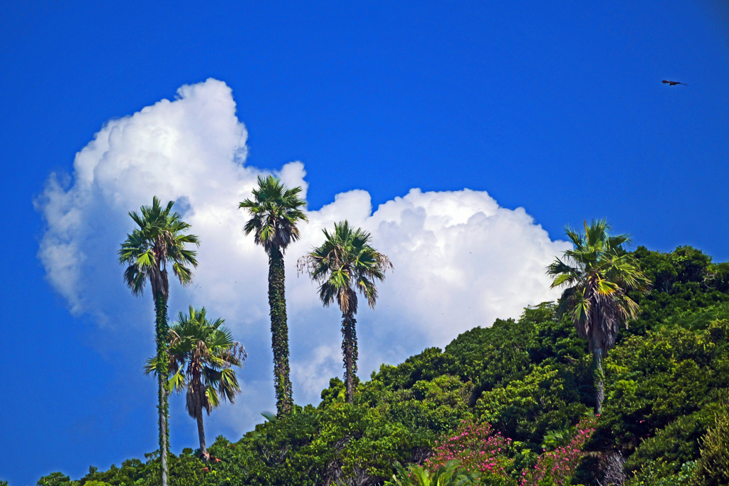 夏の空　P1042756zz