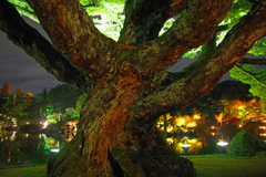 夜の彩り　IMGP8371zz
