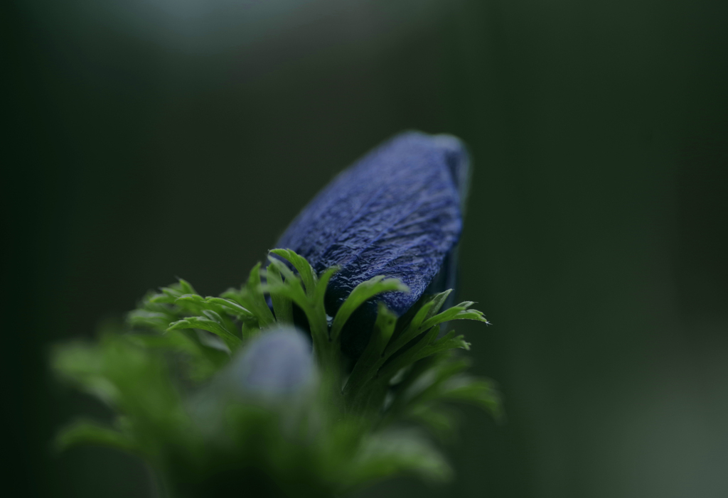 蒼い蕾　IMGP0494z