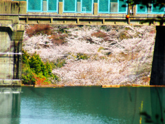 ダムから桜　DSC08573zz