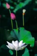 蕾を背景に白い蓮花　P1210017zz
