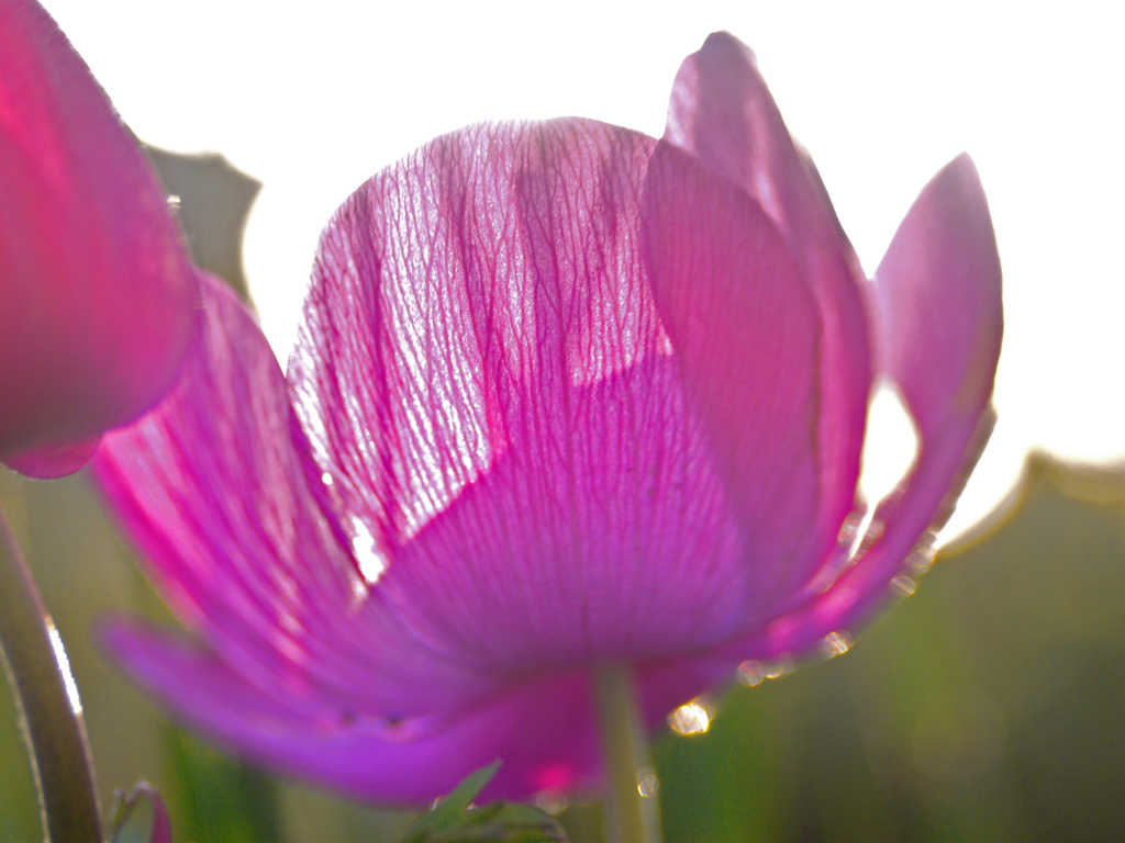 レースの花びら　P1250469zz