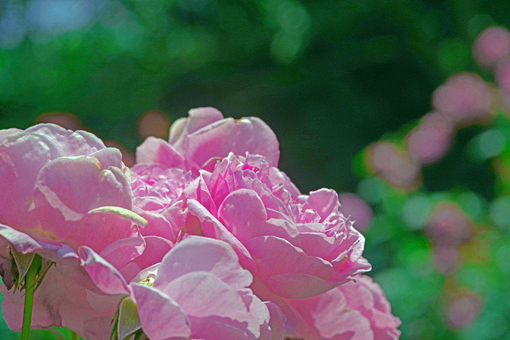 春の寿ぎ　IMGP7629zz