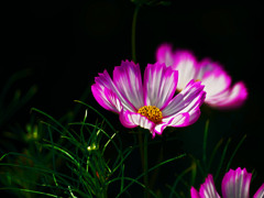 洩れ日の中でⅣ　P1350993zz