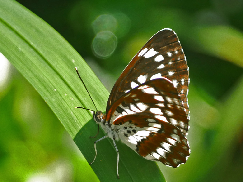 ホシミスジ　P1240463z