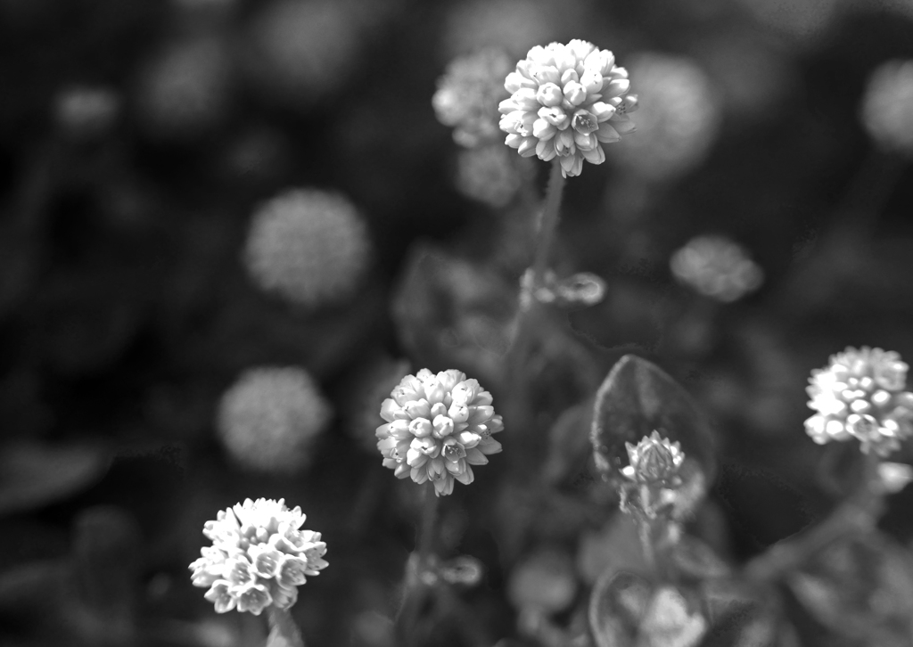 無彩 ヒメツルソバ　P1180206zz