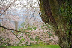 日本一の学校桜　IMGP4456zz