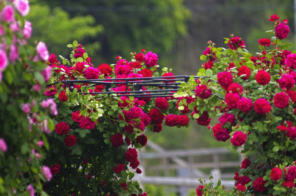 薔薇のアーチ　_IGP4946zz