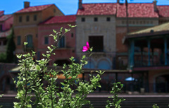 一輪のムクゲ　IMG9295zz