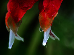 濡れて コエビソウ　P1270947zz