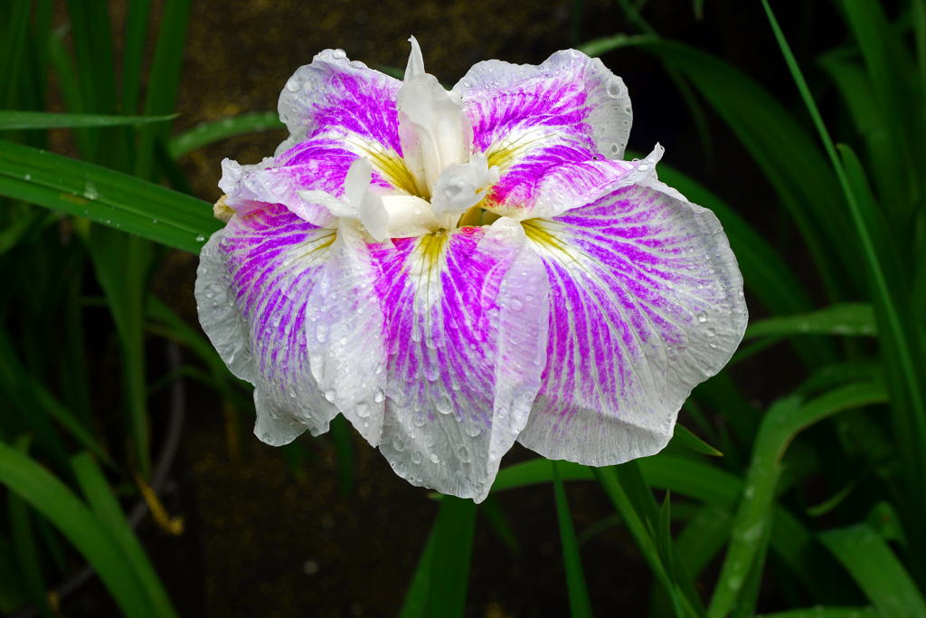 雨に咲く花 其の肆　P1190072zz
