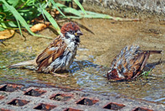 スズメの水浴び　P1042994zz
