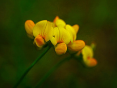 野に咲く花　P1360204zz