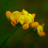 野に咲く花　P1360204zz