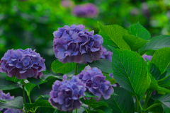 城跡に咲く花　P1087433zz
