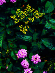 ランタナ　P1360697zz