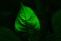 葉脈　IMGP7704zz