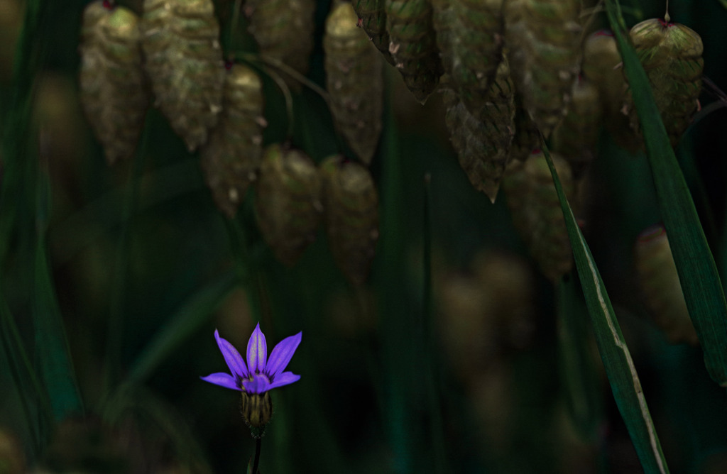 ニワゼキショウ　IMGP7192zz