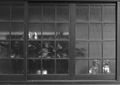 窓辺のワンちゃん　P1087788zz