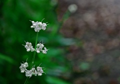 藪茗荷の花　P1200427zz
