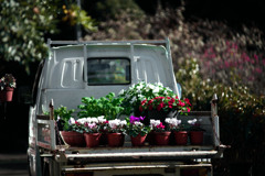 春を運ぶ　IMGP1645zz