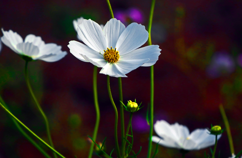 白い秋桜が咲きました　P1280919zz