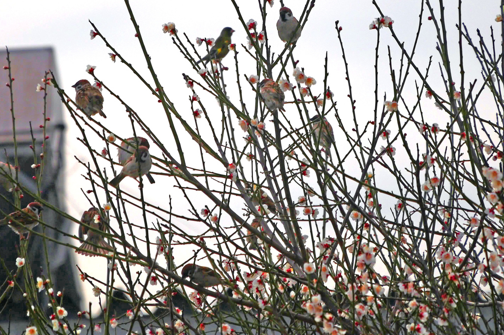 梅と雀　P1090242z