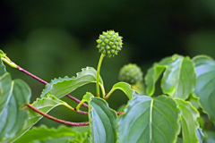 山法師　P1010779zz