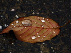 雨 粒　P1600527zz