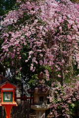 八坂の桜　IMGP4726zz