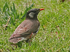 椋鳥　P1150064zz