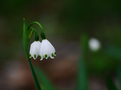 鈴蘭水仙　P1120100zz