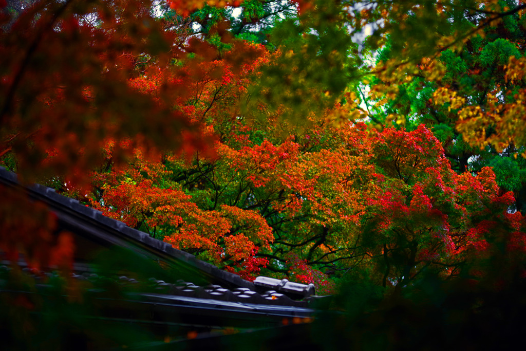 甍を飾る　IMGP1197zz