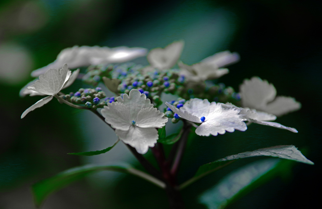 「なでしこ」という名の紫陽花　IMGP7941zz