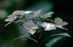 「なでしこ」という名の紫陽花　IMGP7941zz