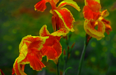 夏な花 情熱Ⅱ　P1420413zz