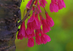 胴吹き桜　IMGP2595zz