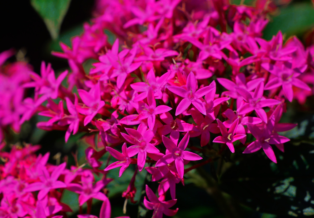 赤いペンタス　P1690307zz