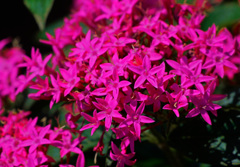 赤いペンタス P1690307zz 赤いペンタス P1690307zz