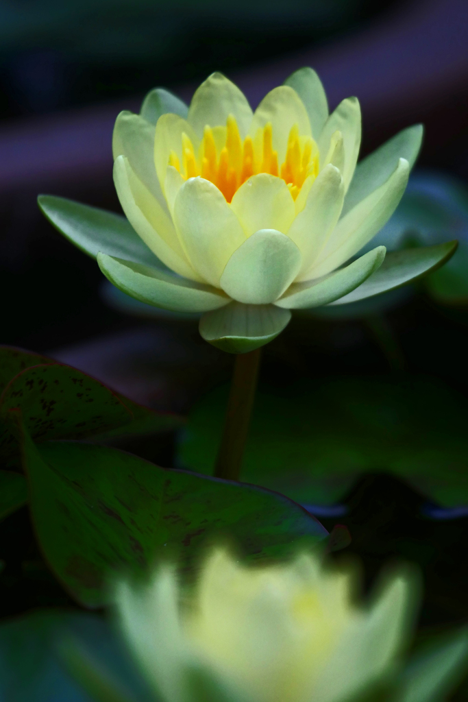 黄色い睡蓮　P1230012zz
